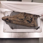 Βρετανία: Επιστημονικό δέος προκαλεί το κρανίο του T. Rex της θάλασσας [ΒΙΝΤΕΟ]