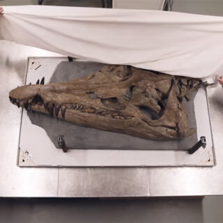 Βρετανία: Επιστημονικό δέος προκαλεί το κρανίο του T. Rex της θάλασσας [ΒΙΝΤΕΟ]