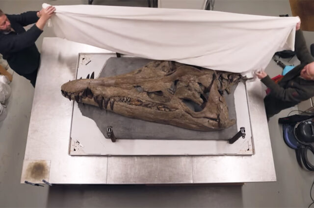Βρετανία: Επιστημονικό δέος προκαλεί το κρανίο του T. Rex της θάλασσας [ΒΙΝΤΕΟ]