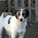 Νέο περιστατικό κακοποίησης σκύλου – Πυροβόλησαν αδέσποτο στον Βόλο