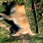 Νέα υπόθεση «Όλιβερ»: Κακοποίησαν και σκότωσαν σκύλο στα Μέγαρα