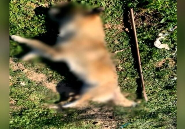 Νέα υπόθεση «Όλιβερ»: Κακοποίησαν και σκότωσαν σκύλο στα Μέγαρα