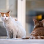 Βοτανικός: Πρώτη καταδίκη στη χώρα μας σε φυλάκιση για βασανισμό και δολοφονία γατών