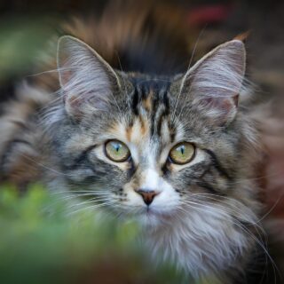 Ένα Σαββατοκύριακο γεμάτο γάτες