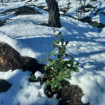 Το WWF Ελλάς ανέλαβε μελέτη αποκατάστασης «για ένα ζωντανό δάσος στον Έβρο»