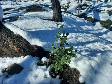 Το WWF Ελλάς ανέλαβε μελέτη αποκατάστασης «για ένα ζωντανό δάσος στον Έβρο»