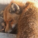 Παραλιακή: Αλεπού βρέθηκε νεκρή με τραύμα στον λαιμό και κομμένη ουρά