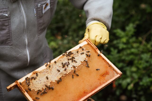 Ηράκλειο: Παγκρήτια κινητοποίηση των μελισσοκόμων