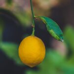 Λεμόνι 285 ετών από την Ινδία πουλήθηκε σε δημοπρασία