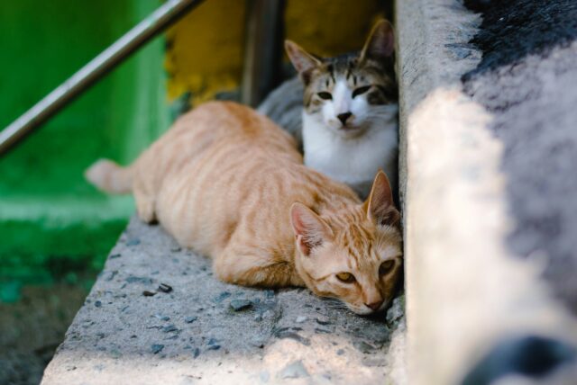 Πρόγραμμα στειρώσεων σε αδέσποτες γάτες ξεκινά ο Δήμος Θεσσαλονίκης