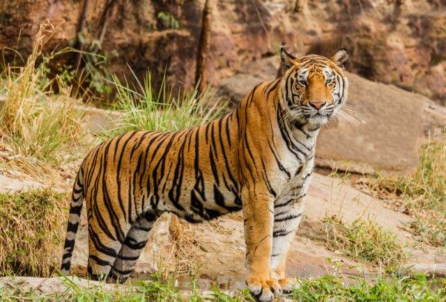 Ινδονησία: Τίγρεις της Σουμάτρας επιτέθηκαν σε χωρικούς – Κυνήγι των αρχών να τις αιχμαλωτίσουν