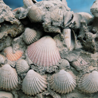 Σπασμένα κοχύλια κι όνειρα στο Κουκάκι