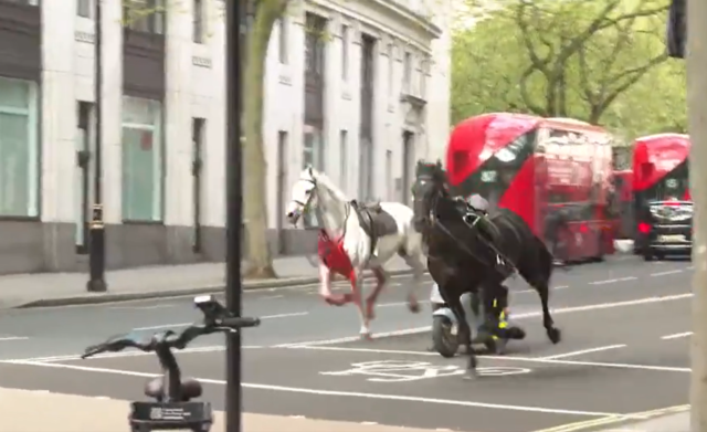 Λονδίνο: Άλογα τρέχουν στο κέντρο της πόλης [ΒΙΝΤΕΟ]