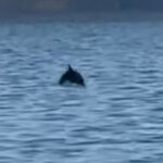 Θεσσαλονίκη: Δελφίνια στον Θερμαϊκό μαγνήτισαν τα βλέμματα