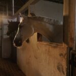 Ιδιοκτήτης φάρμας αλόγων συνελήφθη για σεξουαλική παρενόχληση μαθητριών σε σχολική εκδρομή