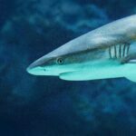 Καρχαριοειδές εντοπίστηκε στη μαρίνα Γλυφάδας [ΒΙΝΤΕΟ]