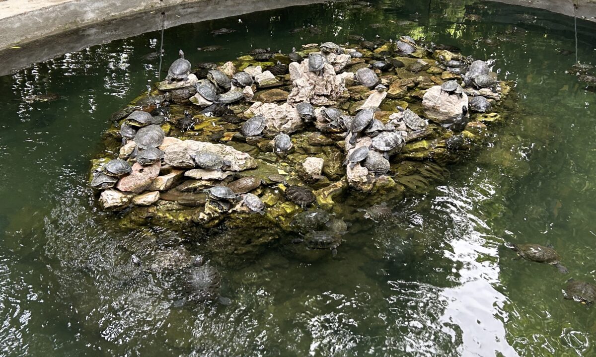 νεροχελώνες στο βραχακι