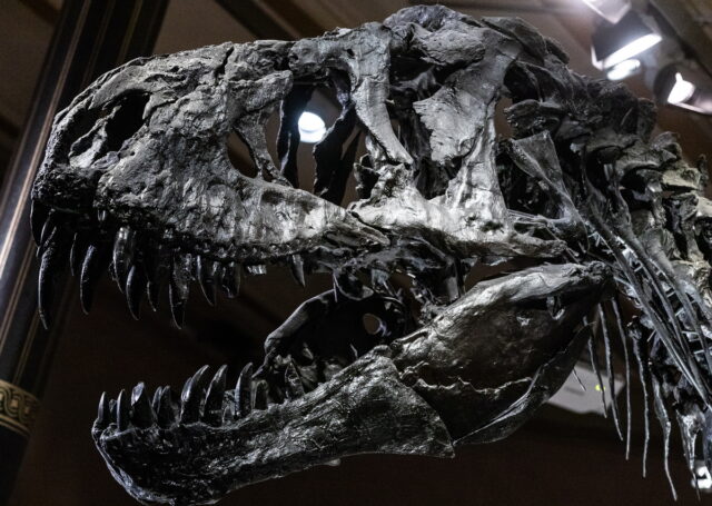 ΗΠΑ: Τρία παιδιά ανακάλυψαν απολιθώματα Τυραννόσαυρου Ρεξ [ΒΙΝΤΕΟ]
