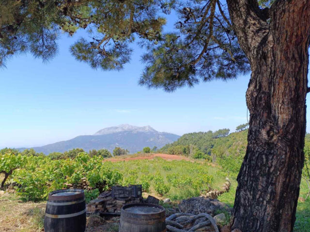 Γλυκό Σαμιώτικο Λευκό Κρασί: Ένα οδοιπορικό στους ορεινούς αμπελώνες της Σάμου