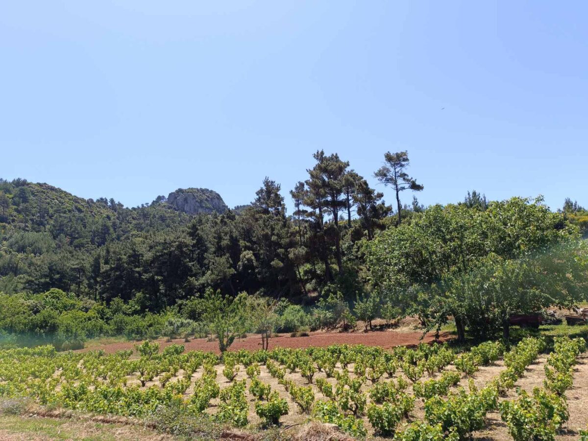 αμπελώνες της Σάμου