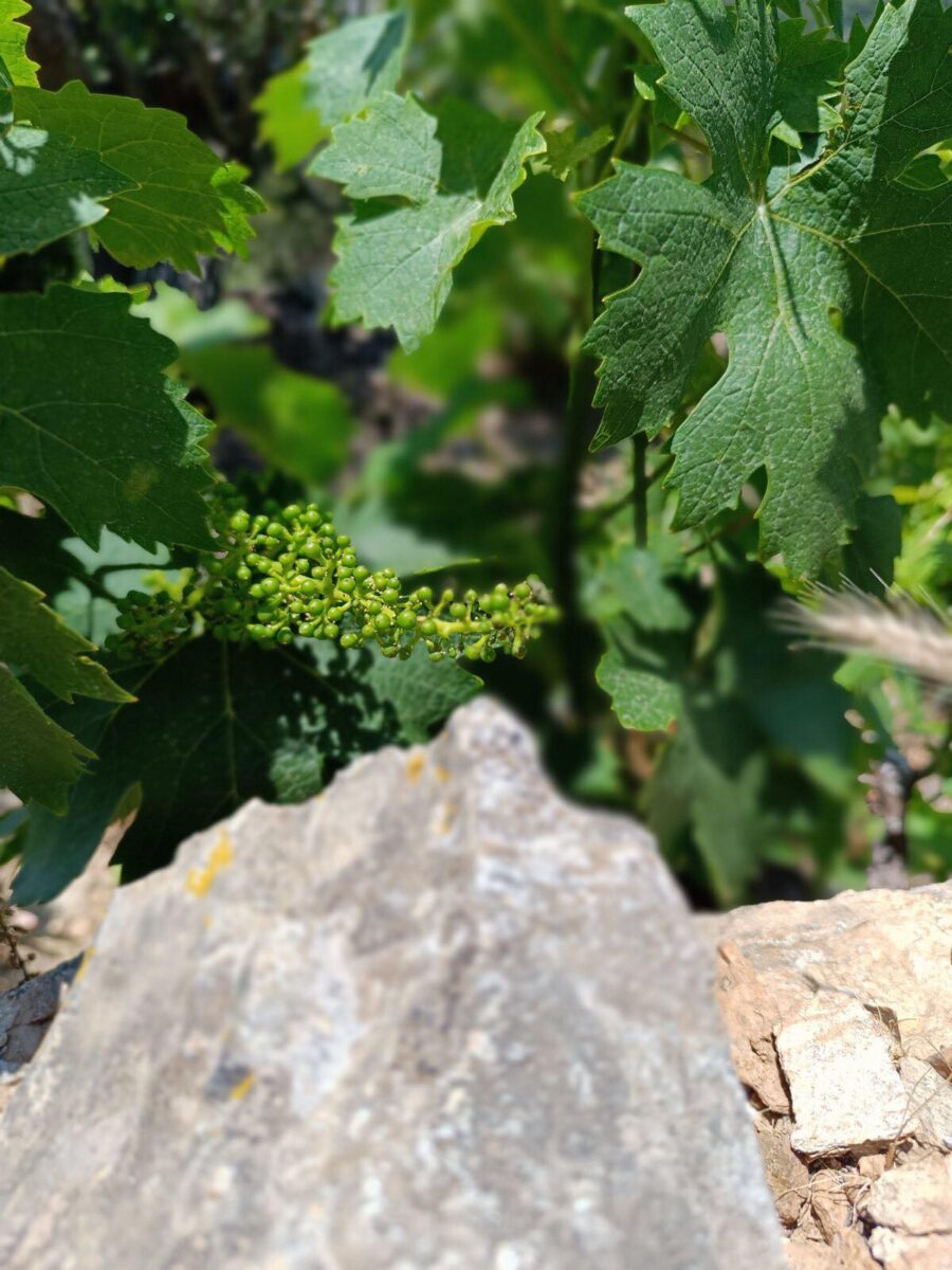 αμπελώνες της Σάμου