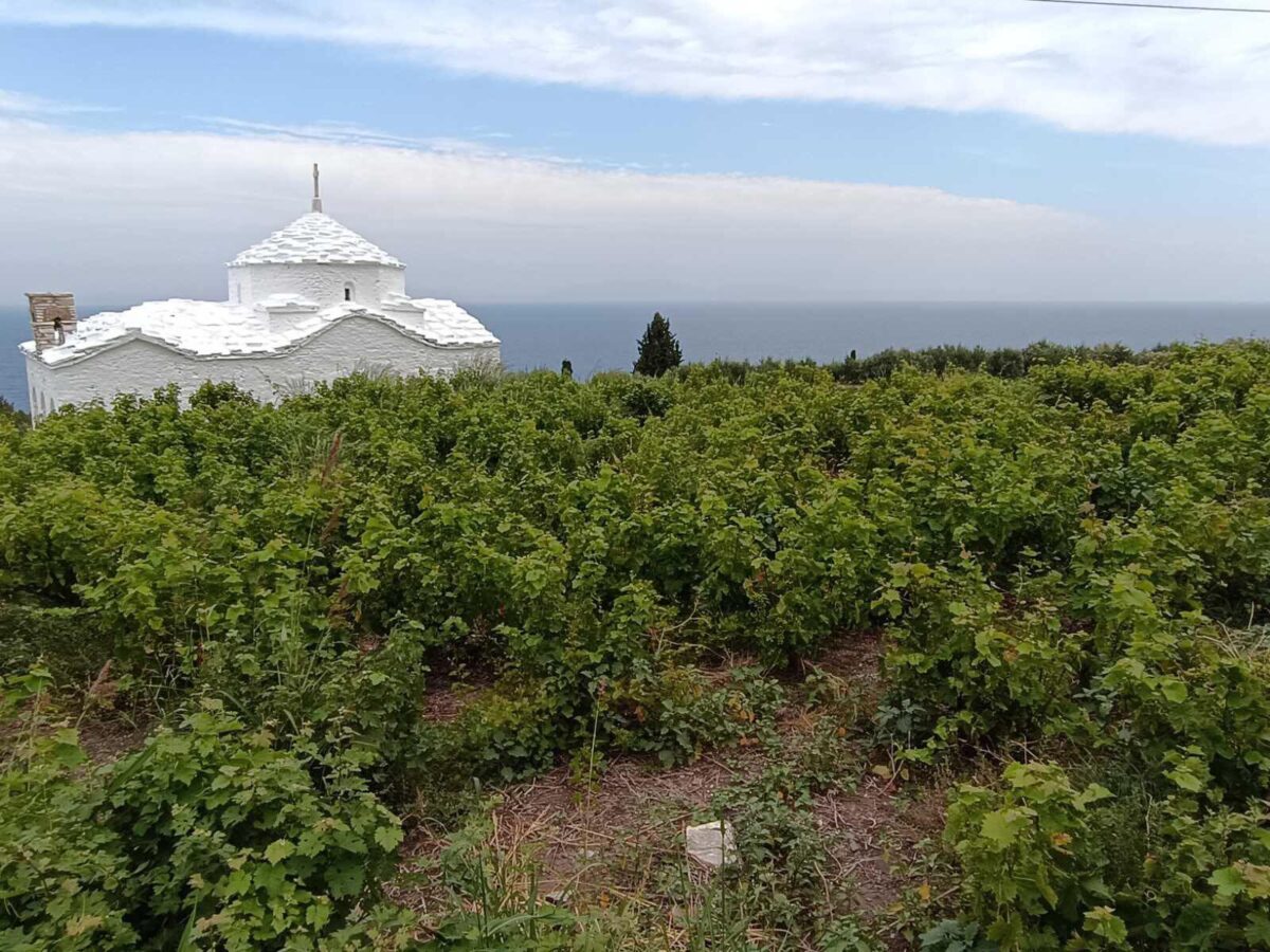 αμπελώνες της Σάμου