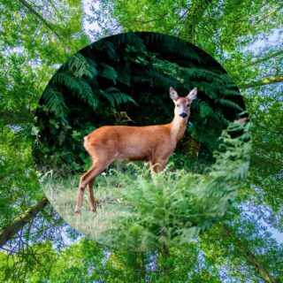 Ο Νόμος για την Αποκατάσταση της Φύσης πολεμήθηκε, αλλά πέρασε. Τι θα φέρει στην Ευρώπη;