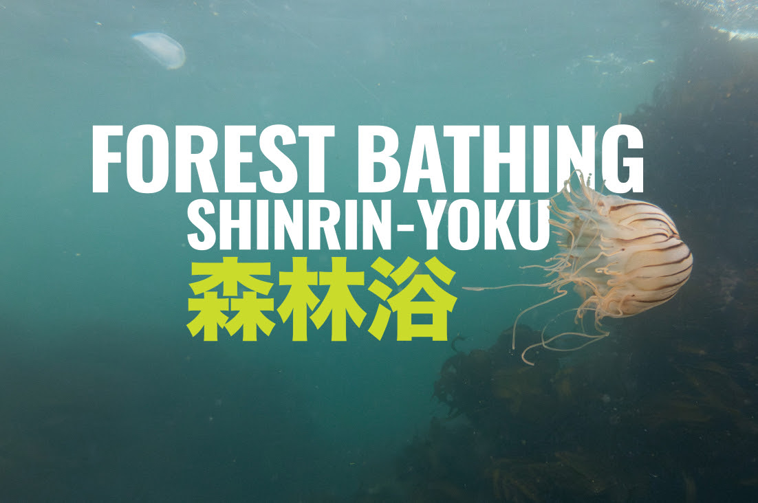 Shinrin-yoku exhibition © PCAI, 2024