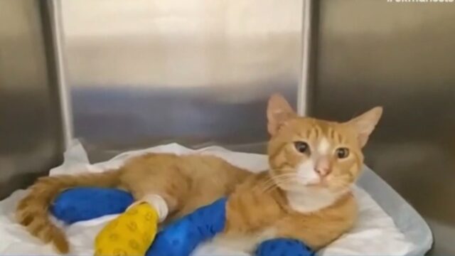 Μήνυση κατά αγνώστων για ακρωτηριασμό γάτου στα τρία του πόδια
