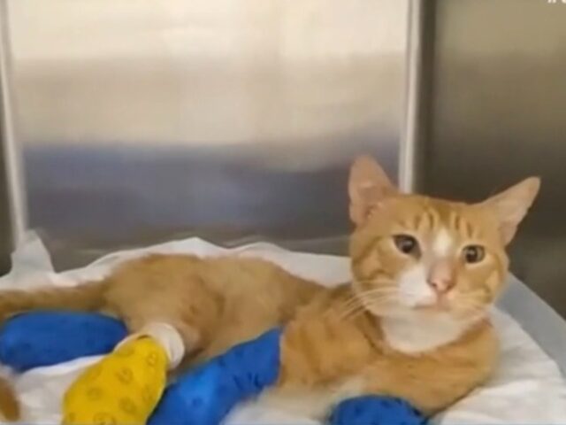 Μήνυση κατά αγνώστων για ακρωτηριασμό γάτου στα τρία του πόδια