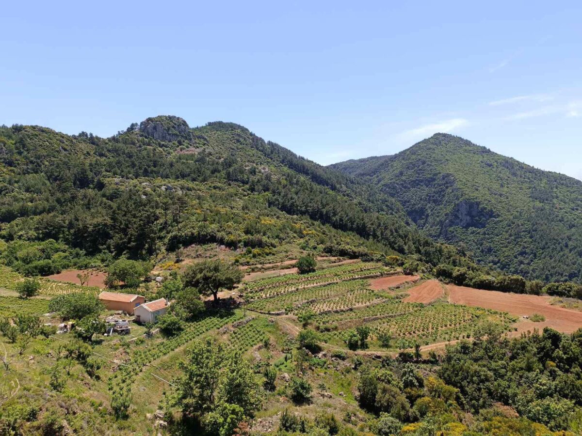 αμπελώνες της Σάμου