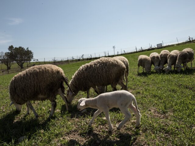 Παρατείνονται τα μέτρα για την ευλογιά των αιγοπροβάτων στην Κρήτη