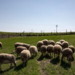 Ευλογιά αιγοπροβάτων: Σοβαρές απώλειες για τους κτηνοτρόφους της Κεντρικής Μακεδονίας