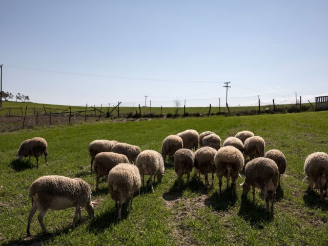 Ευλογιά αιγοπροβάτων: Σοβαρές απώλειες για τους κτηνοτρόφους της Κεντρικής Μακεδονίας