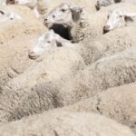 Βέροια: Έκλεψαν πρόβατα από κτηνοτροφική μονάδα που προσβλήθηκε από την ευλογιά