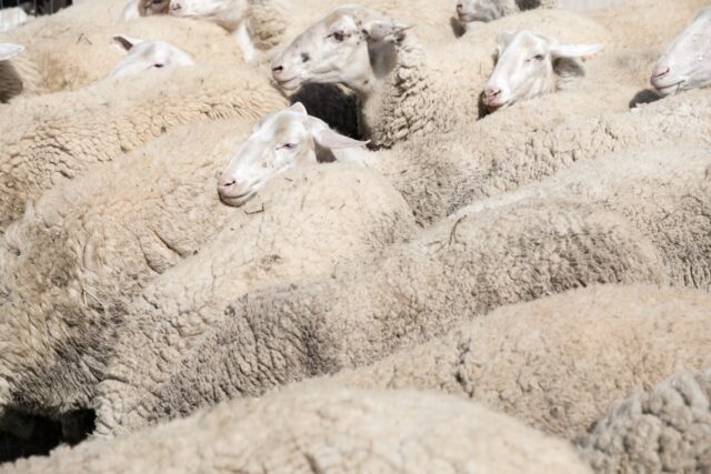 Λάρισα: Ευρεία συντονιστική σύσκεψη για τα κρούσματα πανώλης σε αιγοπρόβατα