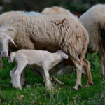 Ευλογιά των προβάτων: Απαγορεύεται η μετακίνηση αιγοπροβάτων για 10 ημέρες