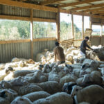 Οι Βρυξέλλες «δείχνουν» την Αθήνα για αδράνεια στην κρίση της ευλογιάς αιγοπροβάτων