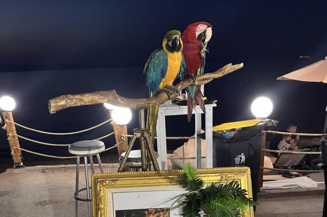 Χαλκιδική: Ιδιοκτήτης ξενοδοχείου έκοψε τα φτερά δυο παπαγάλων και τους χρησιμοποιούσε ως «κράχτες»