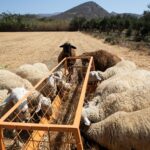 Εντοπισμός κρούσματος πανώλης σε εκτροφή αιγοπροβάτων στην Καλαμπάκα