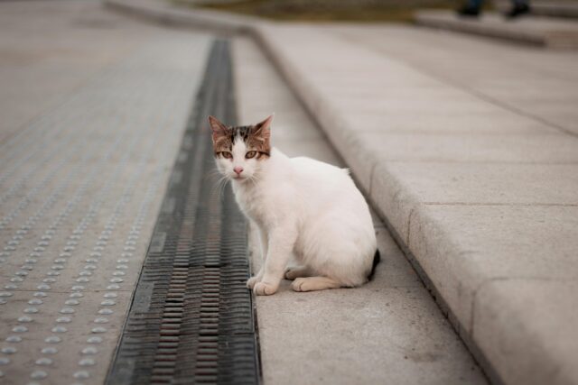 Θεσσαλονίκη: Προκαταρκτική εξέταση για το νεκρό γατάκι στον Λαγκαδά