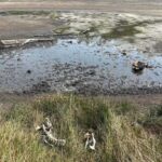 Πανελλαδική Φιλοζωική και Περιβαλλοντική Ομοσπονδία: Πεθαίνουν λόγω έλλειψης νερού και δηλητηρίασης κατσίκια στην Τσουγκριά