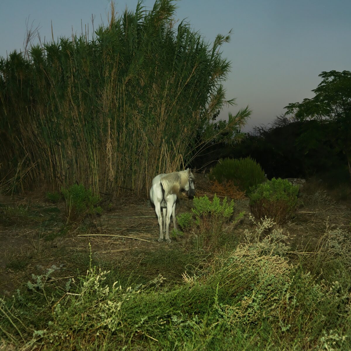 Kournos Music Festival 2024