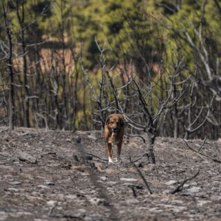 Η αριθμητική της επίδρασης της κλιματικής κρίσης στις πυρκαγιές
