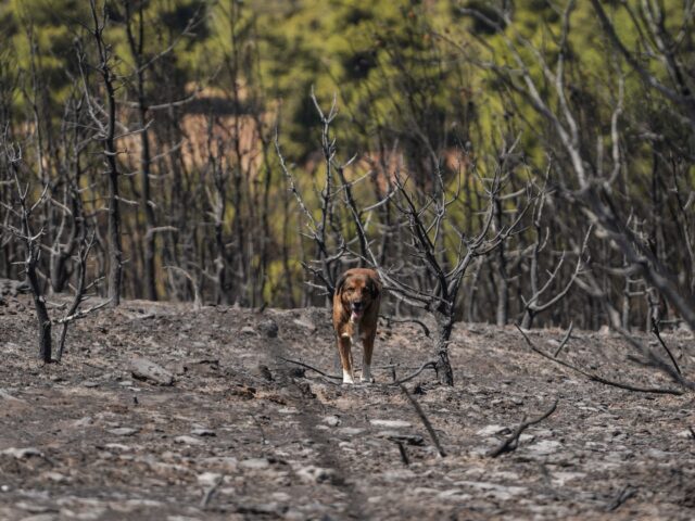 Η αριθμητική της επίδρασης της κλιματικής κρίσης στις πυρκαγιές