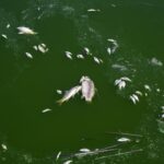 Νεκρά ψάρια στον Βόλο: Νέο φράγμα στο χείμαρρο Ξηριά