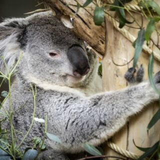 Η κλιματική κατάρρευση δεν πλήττει μόνο εμάς: Τα ζώα δεν αντέχουν τους καύσωνες