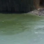 Λίμνη Κορώνεια: Έλλειψη νερού και νεκρά ψάρια – Φόβοι για πλήρη αποξήρανση