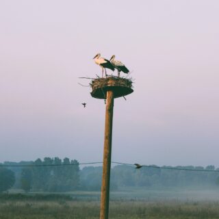 Μπορεί να αποφευχθεί ο θάνατος των πουλιών στα ηλεκτροφόρα καλώδια;