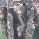 Δυο αρκουδάκια εντοπίστηκαν νεκρά, νωρίς το πρωί, λίγο έξω από τη Φλώρινα